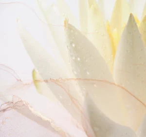 Aloe Vera Kosmetik für feuchtigkeitsarme Haut
