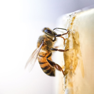 Bienenschutz