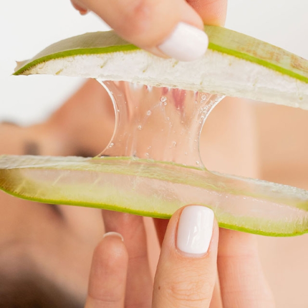 aloe-vera-plant1